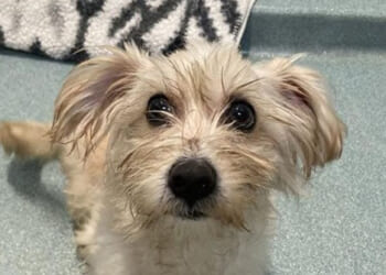 Officer Rescues, Adopts Dog Nearly Crushed in Trash Compactor