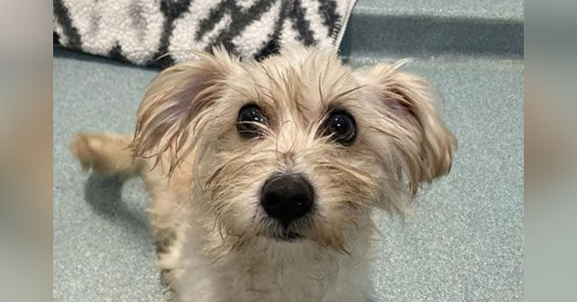 Officer Rescues, Adopts Dog Nearly Crushed in Trash Compactor