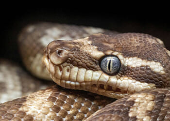Woman Awakens to Find 8-Foot Python Coiled on Her Chest