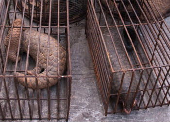 A “spiritual entertainment” inspired by faith, international intrigue, and Cardinal Zen – Catholic World Report