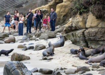 VIDEO: Park rangers kick foreigners out of famed La Jolla Cove for throwing rocks at protected sea lions