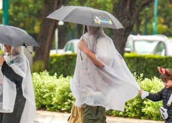 Disneyland Guests Hit by Falling Tree During Wind Storm