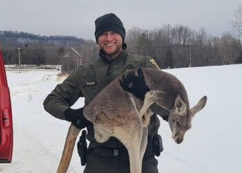 Virginia Deputies Rescue Kangaroo After It Escaped Hunting Dogs