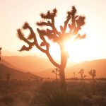 Pope Leo, the Joshua Tree, and the Paschal Mystery