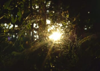 Why Did God Create the Universe?