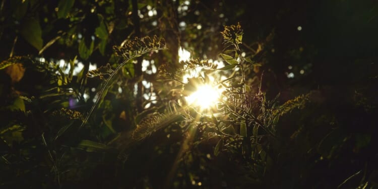 Why Did God Create the Universe?