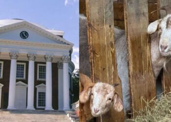 No kidding: 'Ecofeminist' course at UVA has students consulting goats and lichen about oppression