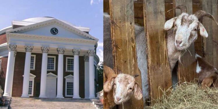 No kidding: 'Ecofeminist' course at UVA has students consulting goats and lichen about oppression