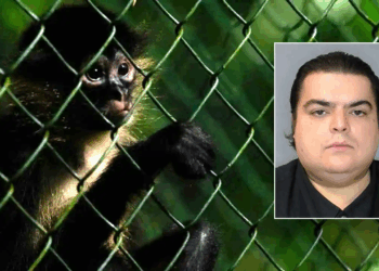 DHS busts 'deeply disturbing' animal cruelty scheme involving baby monkeys