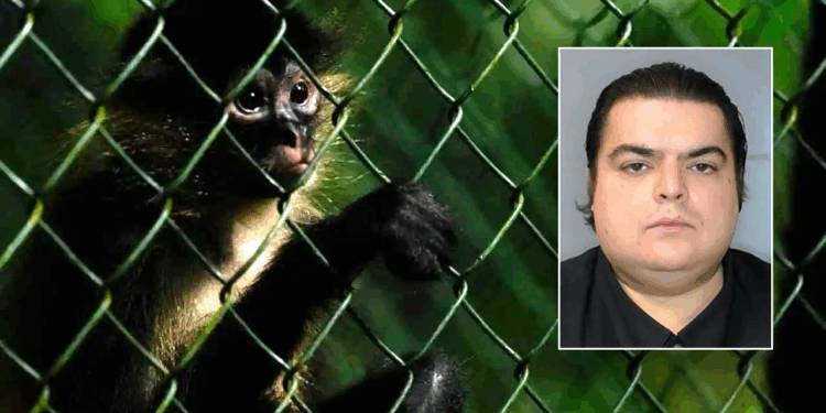 DHS busts 'deeply disturbing' animal cruelty scheme involving baby monkeys