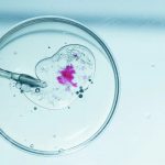 IVF and the integrity of the pro-life movement
