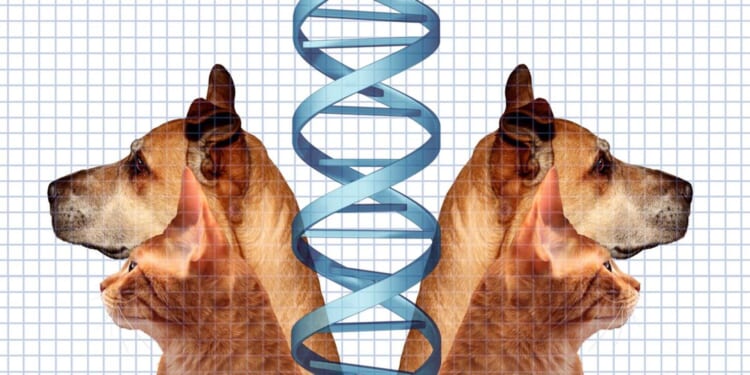 A man used Grok to save his dog. Is intellectual property about to die?