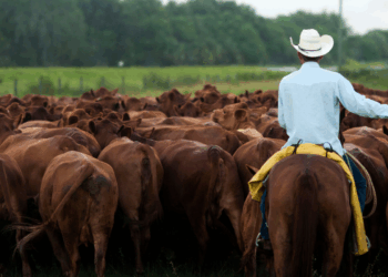 Investors are backing AI tech as rising beef prices squeeze consumers