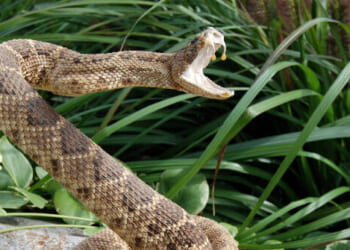 25-Year-Old CA Mountain Biker Dies Month After Rattlesnake Bite