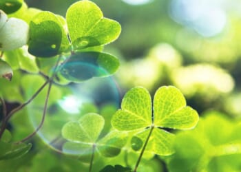 5 Fun and Faith-Filled St. Patrick’s Day Activities for Families