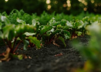 Cultivating the Garden of Our Souls