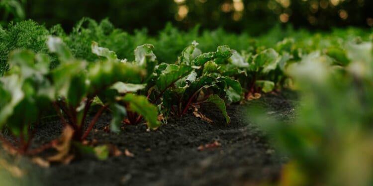 Cultivating the Garden of Our Souls