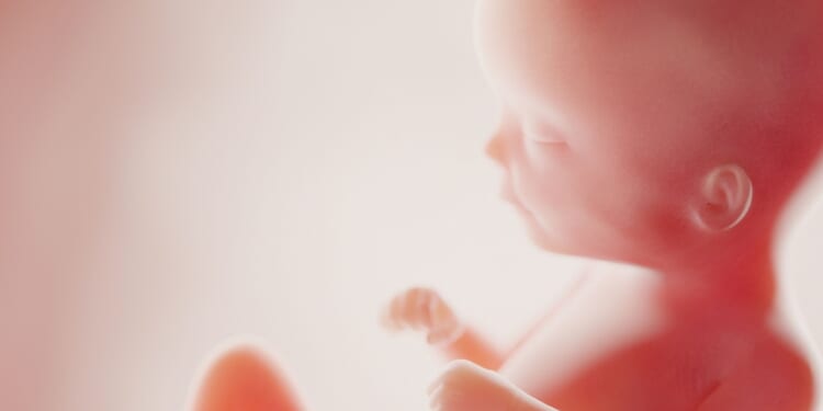 Day of the Unborn Child celebrated today