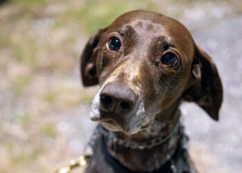 Democrats Vote Against Deporting Migrants Who Harm Animals