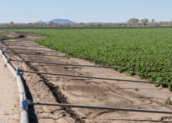 How a Wet November in Yuma Helped Drive Up Inflation in February