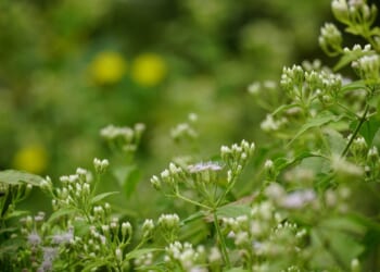 Jim Meads and the Monster Weed