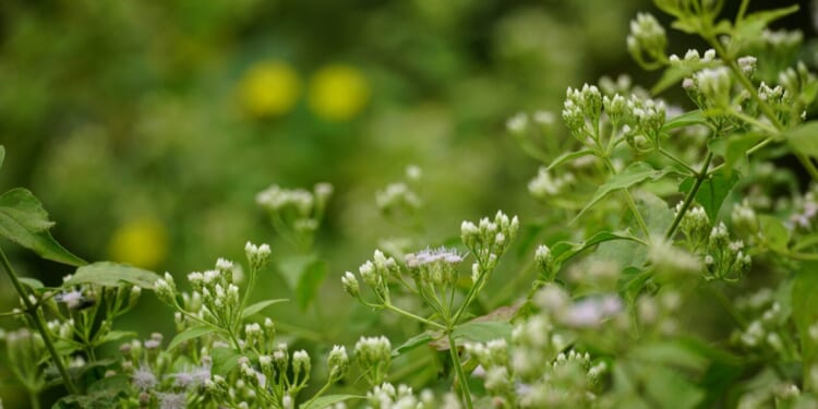 Jim Meads and the Monster Weed