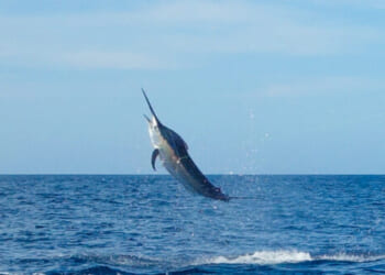 Man Catches 480-Lb. Fish in FL, Donates Meat to Neighbors