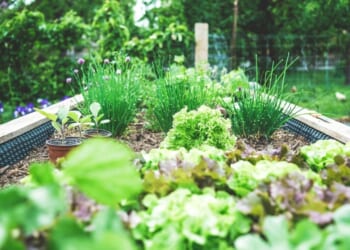 Reclaiming Eden in a Backyard: On Growing Things Where You Are