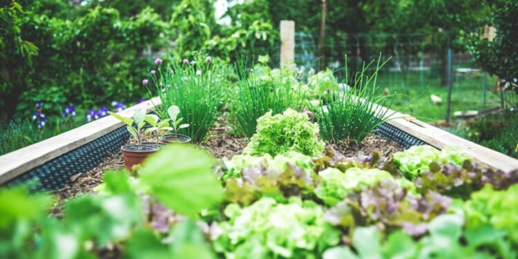 Reclaiming Eden in a Backyard: On Growing Things Where You Are