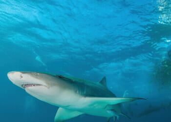 Researchers Discover 'Cocaine Sharks' in the Bahamas