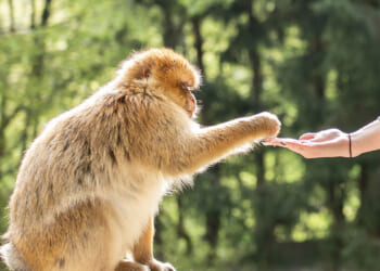 The Primate Myth: More Man Than Ape