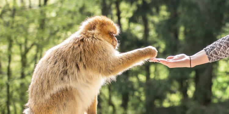 The Primate Myth: More Man Than Ape