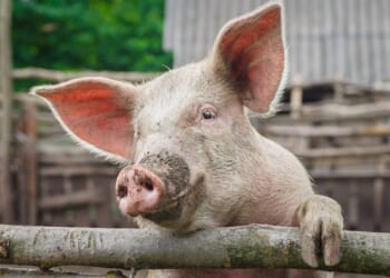 Vatican calls for ethical framework on use of animal organs in humans