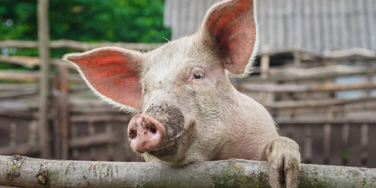 Vatican calls for ethical framework on use of animal organs in humans