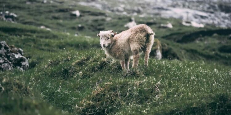 What Happens to Our Strayed Loved Ones?