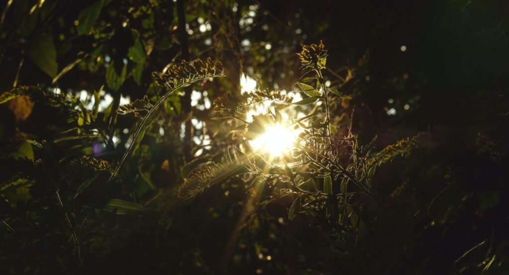 Why Did God Create the Universe