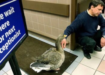 QUACK MEDICINE: Feds have insurance code for 'struck by a duck,' but not for gender detransition