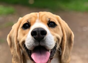 Activists Try to Remove 2,000 Beagles from WI Research Facility