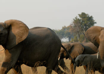 African Elephants Trample Skilled California Hunter to Death in Gabon