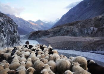 Following the Voice of the Good Shepherd: Fourth Sunday of Easter