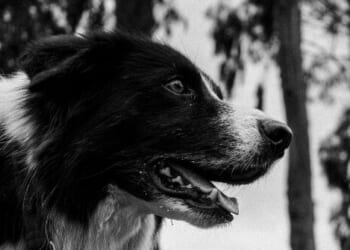 NZ Pilot Reunites Hiker with Dog Lost in Waterfall Accident