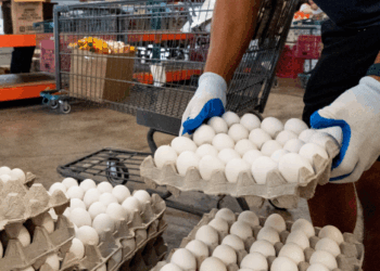 PHOTOS — U.S. Farmers Donate 6 Million Eggs During Easter and Passover Holidays: 'Proud to Give Back'