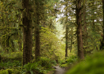 Skeletal Remains Found by Hikers Identified as Washington Woman Missing Since November of 2024