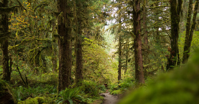 Skeletal Remains Found by Hikers Identified as Washington Woman Missing Since November of 2024