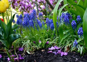 The Liturgical Life of the Garden: Prayerful Wisdom in the Seasons