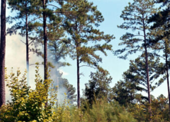 USDA Debunks Establishment Media Reports on Forest Service Restructuring